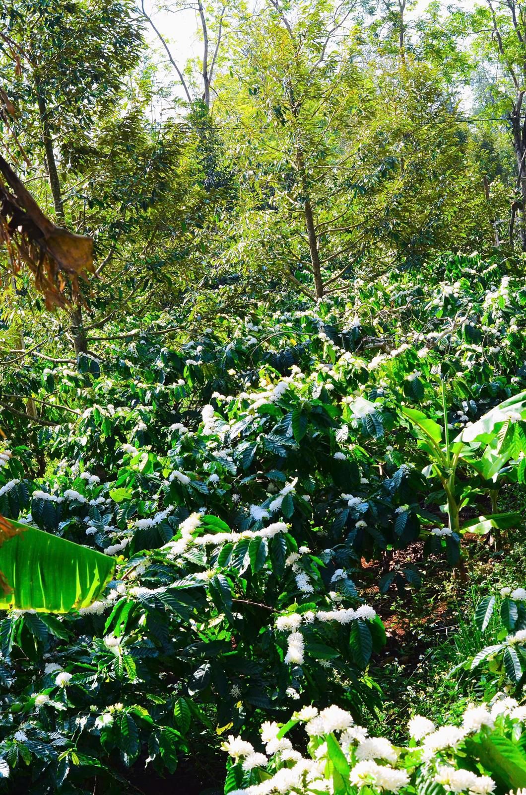 Coffee plantation in bloom