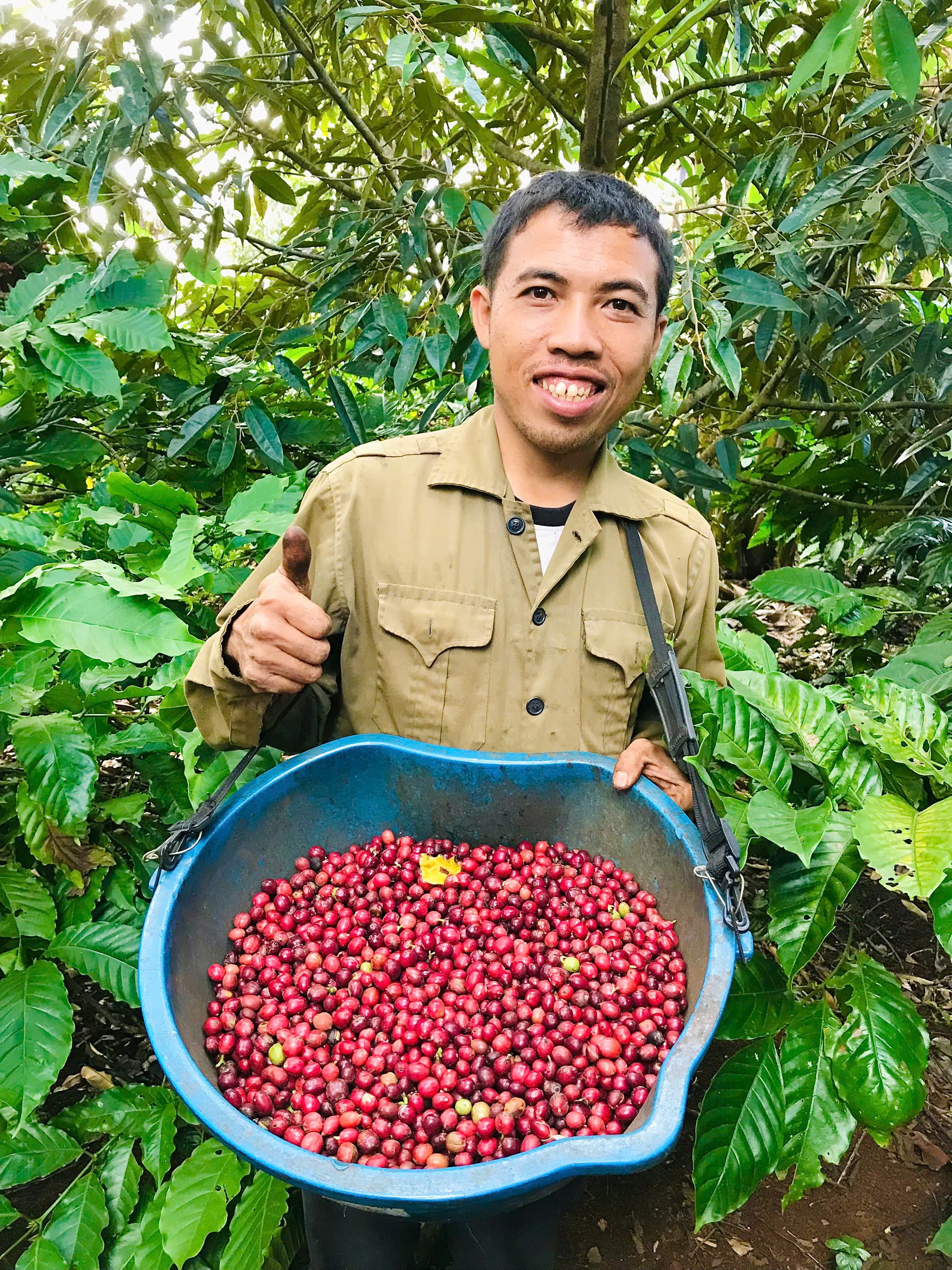 Monad farmer proudly showing freshly harvested coffee cherries in Dak Lak