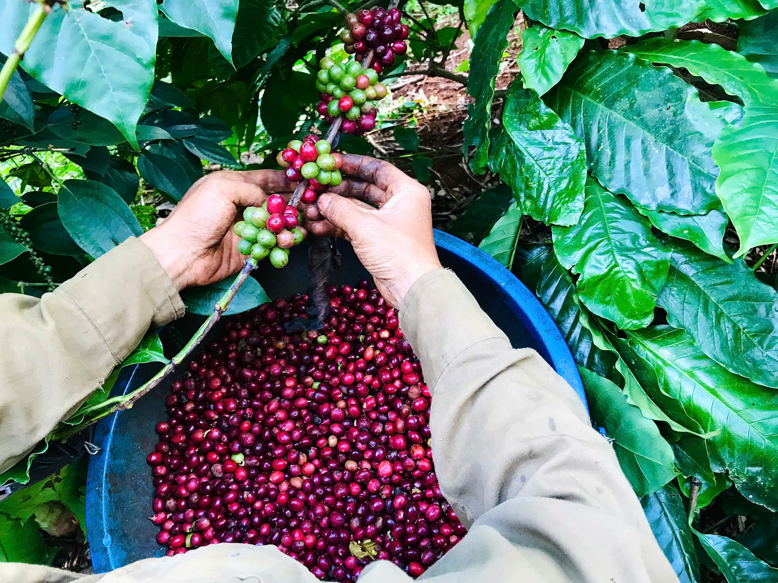 Hand-picking ripe coffee cherries at Monad farm