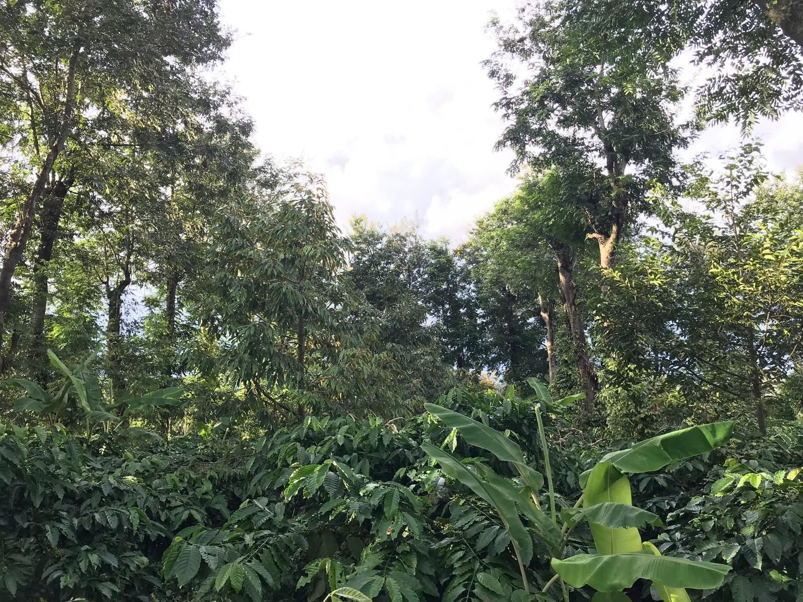 Lush highland plantation under canopy trees