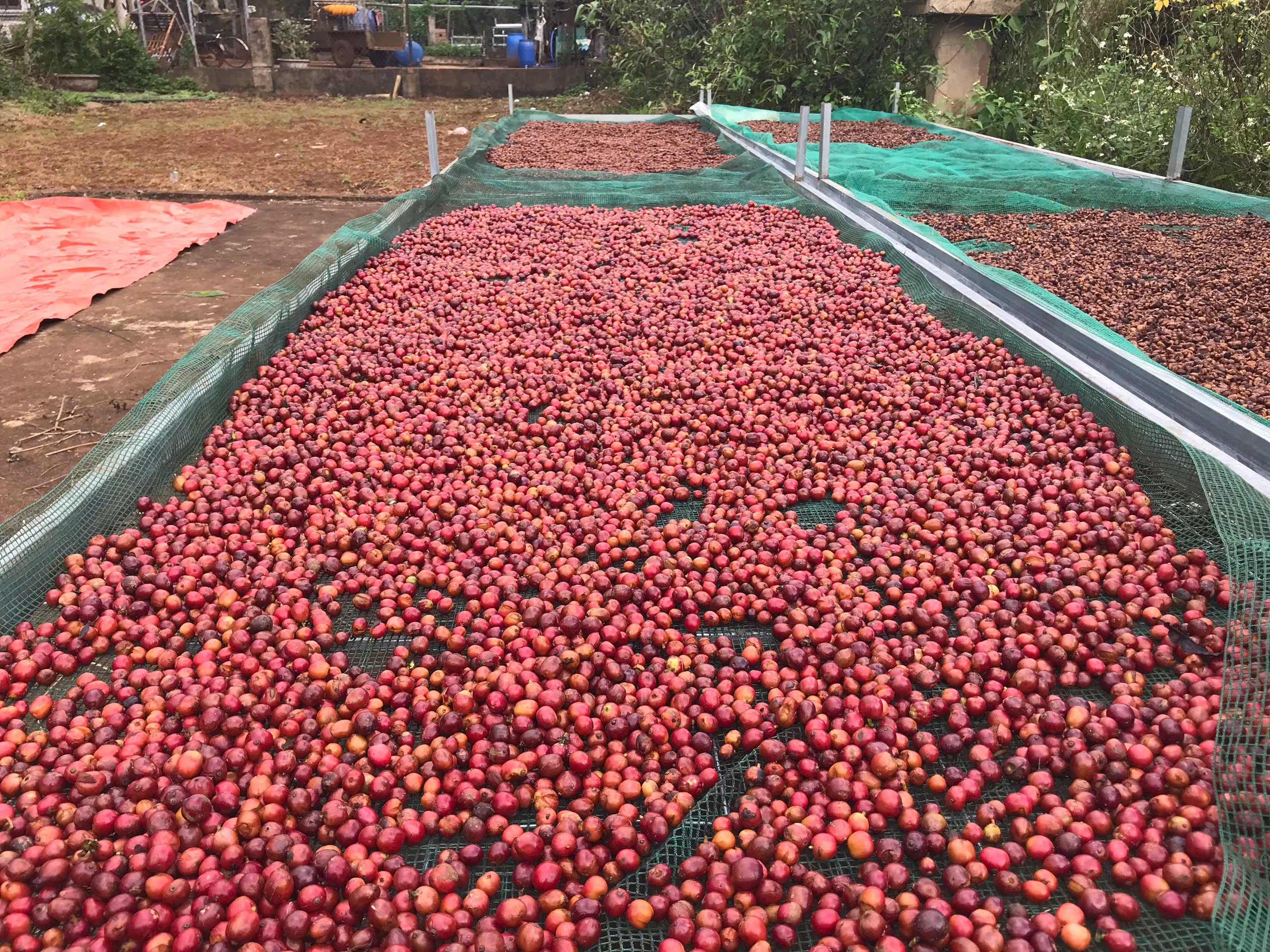 Natural sun drying on raised processing beds